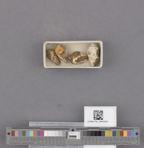 Gastropoda