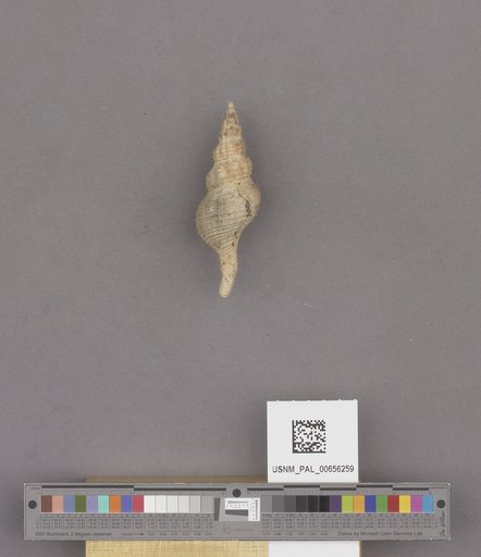 Gastropoda