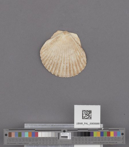 Bivalvia