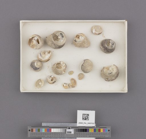 Gastropoda