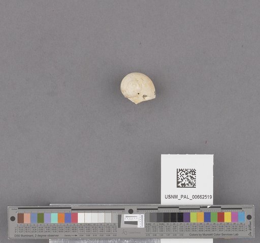 Gastropoda