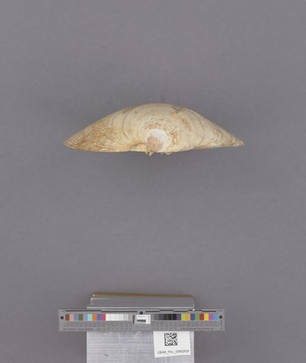 Bivalvia