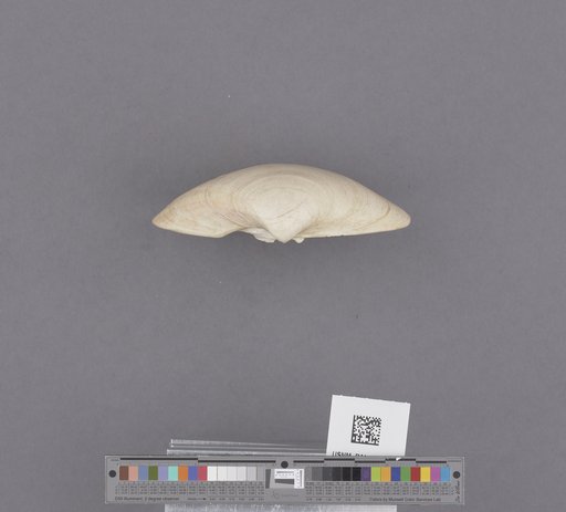 Bivalvia