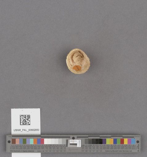Gastropoda