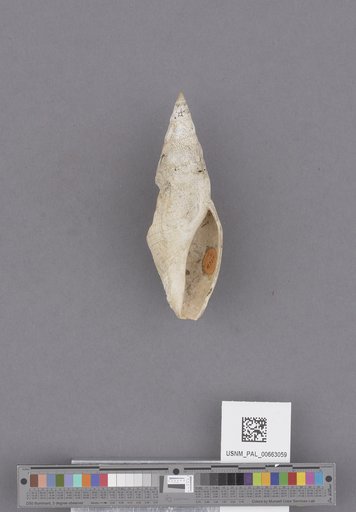Gastropoda