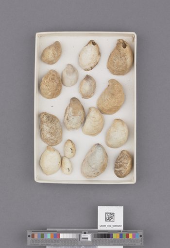 Gastropoda