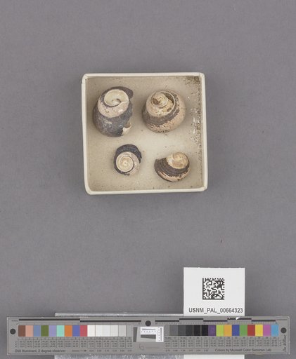 Gastropoda