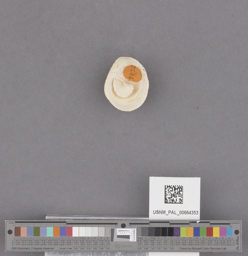 Gastropoda