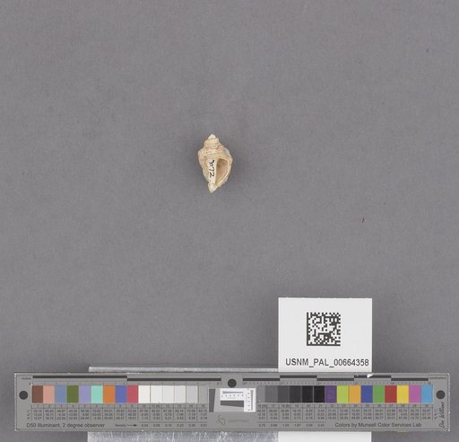 Gastropoda