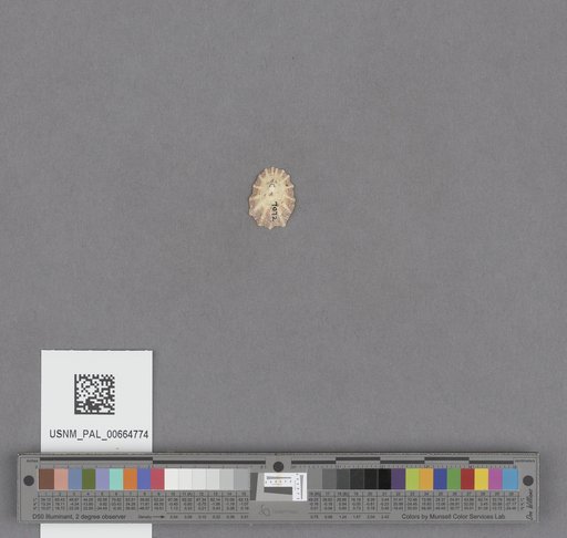 Gastropoda