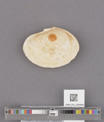 Bivalvia