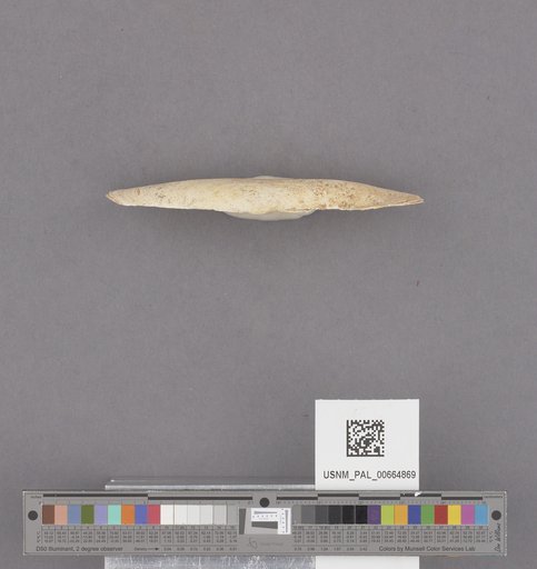 Bivalvia