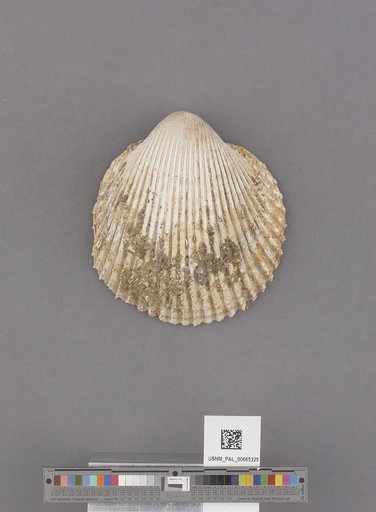 Bivalvia