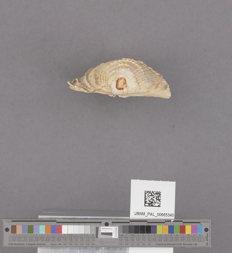 Bivalvia
