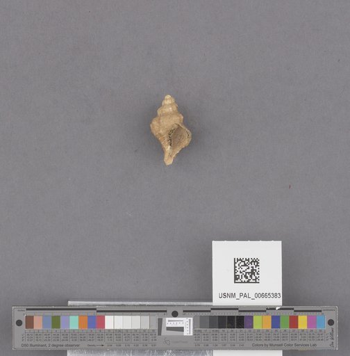 Gastropoda