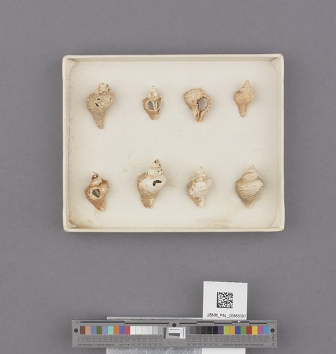 Gastropoda