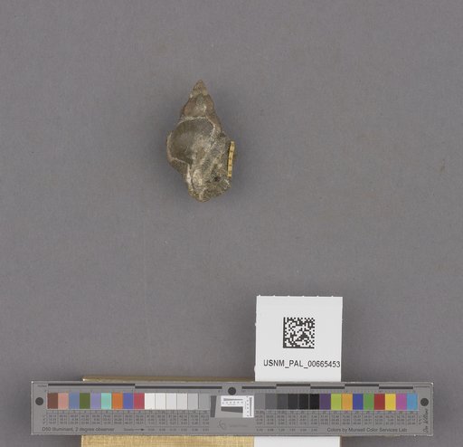 Gastropoda
