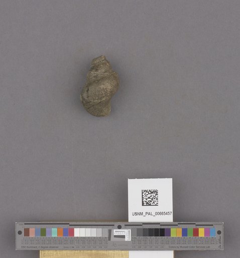 Gastropoda