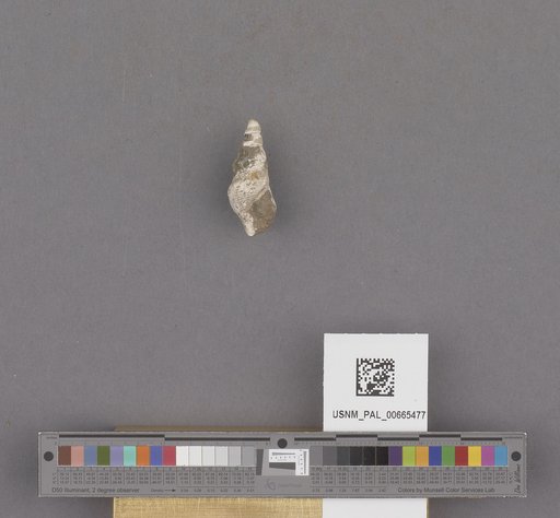 Gastropoda