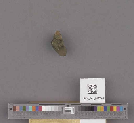 Gastropoda