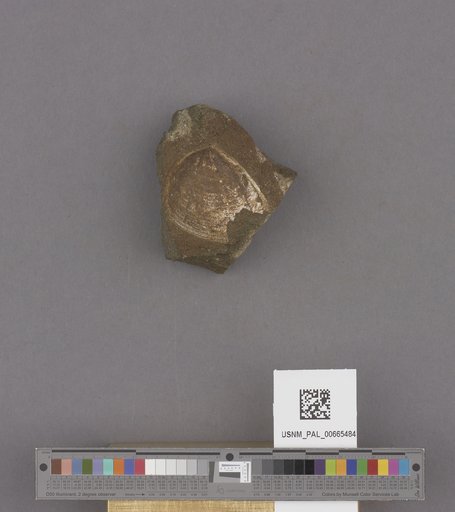 Bivalvia