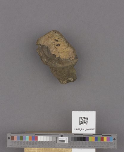 Bivalvia