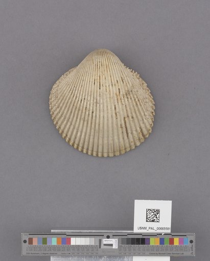 Bivalvia
