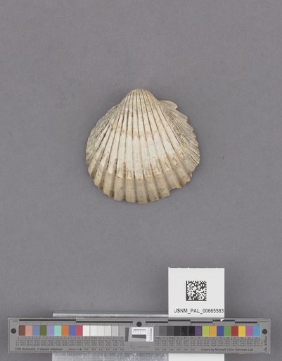Bivalvia