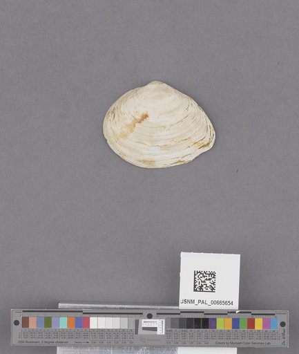 Bivalvia