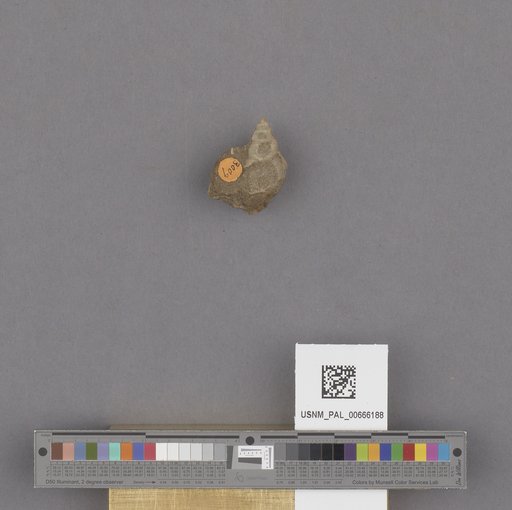 Gastropoda