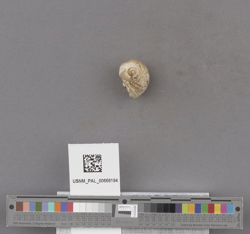 Gastropoda