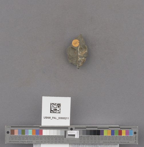 Gastropoda