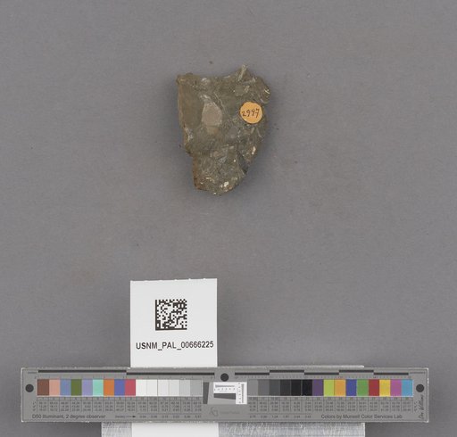 Gastropoda
