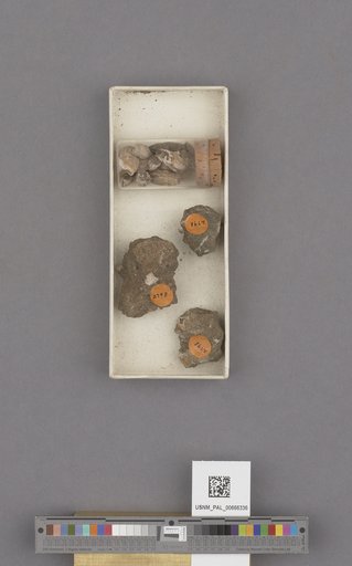 Gastropoda