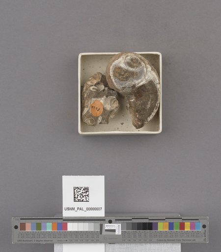 Gastropoda