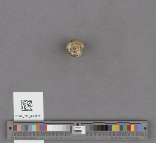 Gastropoda