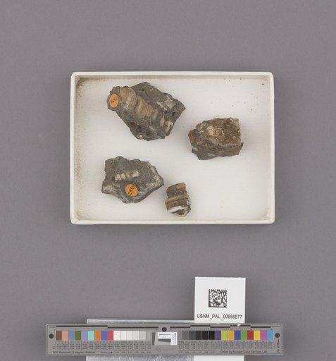Gastropoda