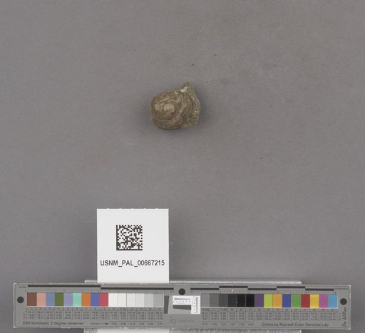 Gastropoda