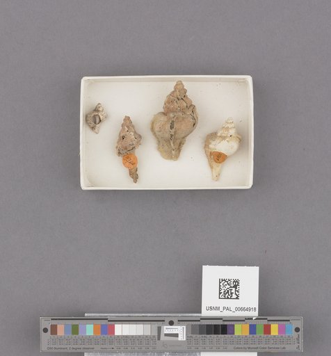 Gastropoda