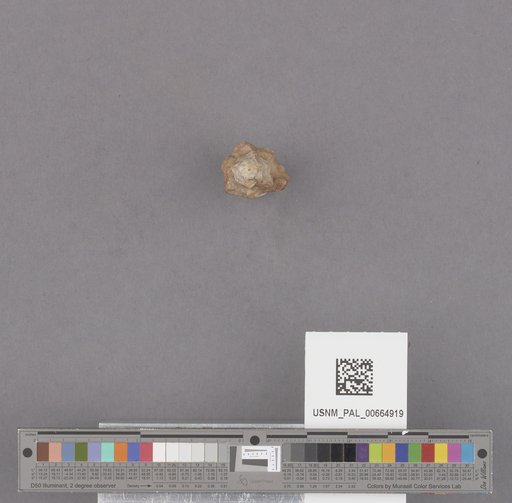 Gastropoda