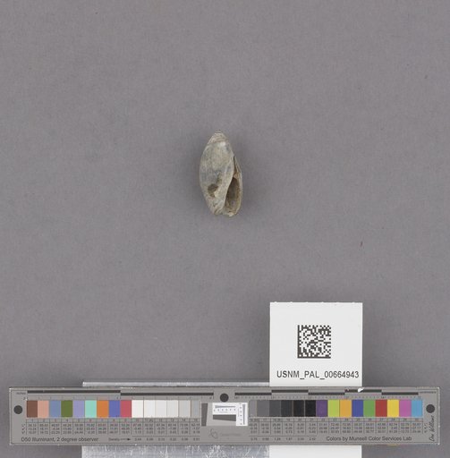 Gastropoda