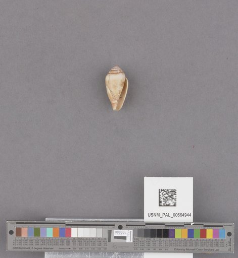 Gastropoda