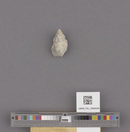 Gastropoda