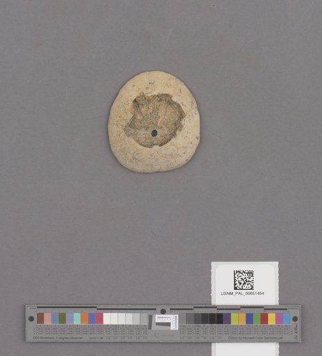 Echinoidea