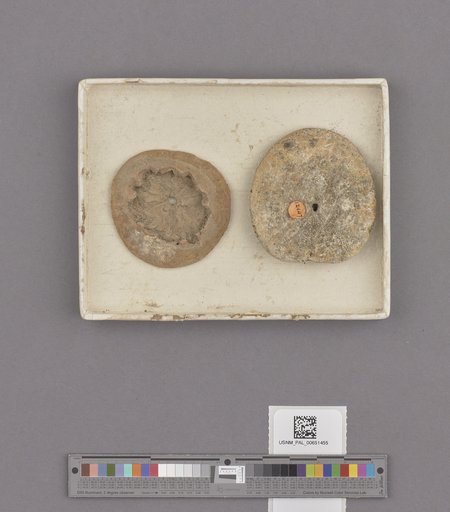 Echinoidea