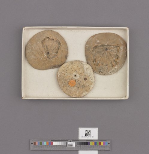 Echinoidea