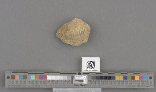 Bivalvia