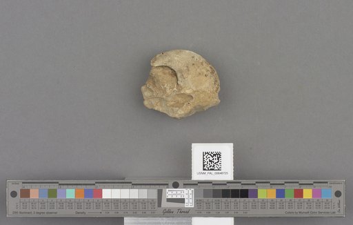 Gastropoda
