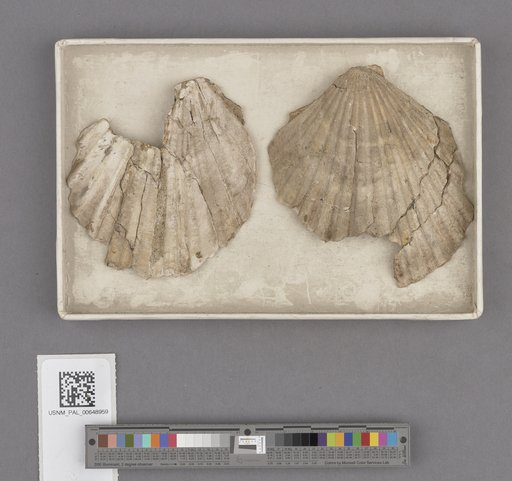 Bivalvia