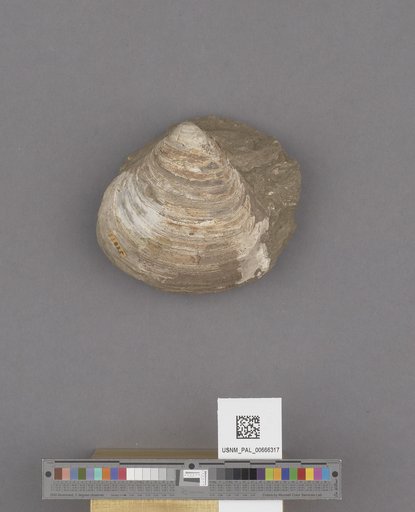 Bivalvia